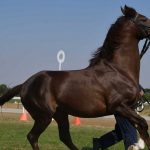 Izložba konja i takmičenje dvoprega i četvoroprega (FOTO) 5 Izložba konja i takmičenje dvoprega i četvoroprega (FOTO) 5