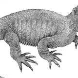 Pronađen fosil prakornjače bez oklopa 6