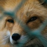 Tribina "Zabrana uzgoja životinja radi krzna - stanje u Evropi i Srbiji" u EU info centru 6