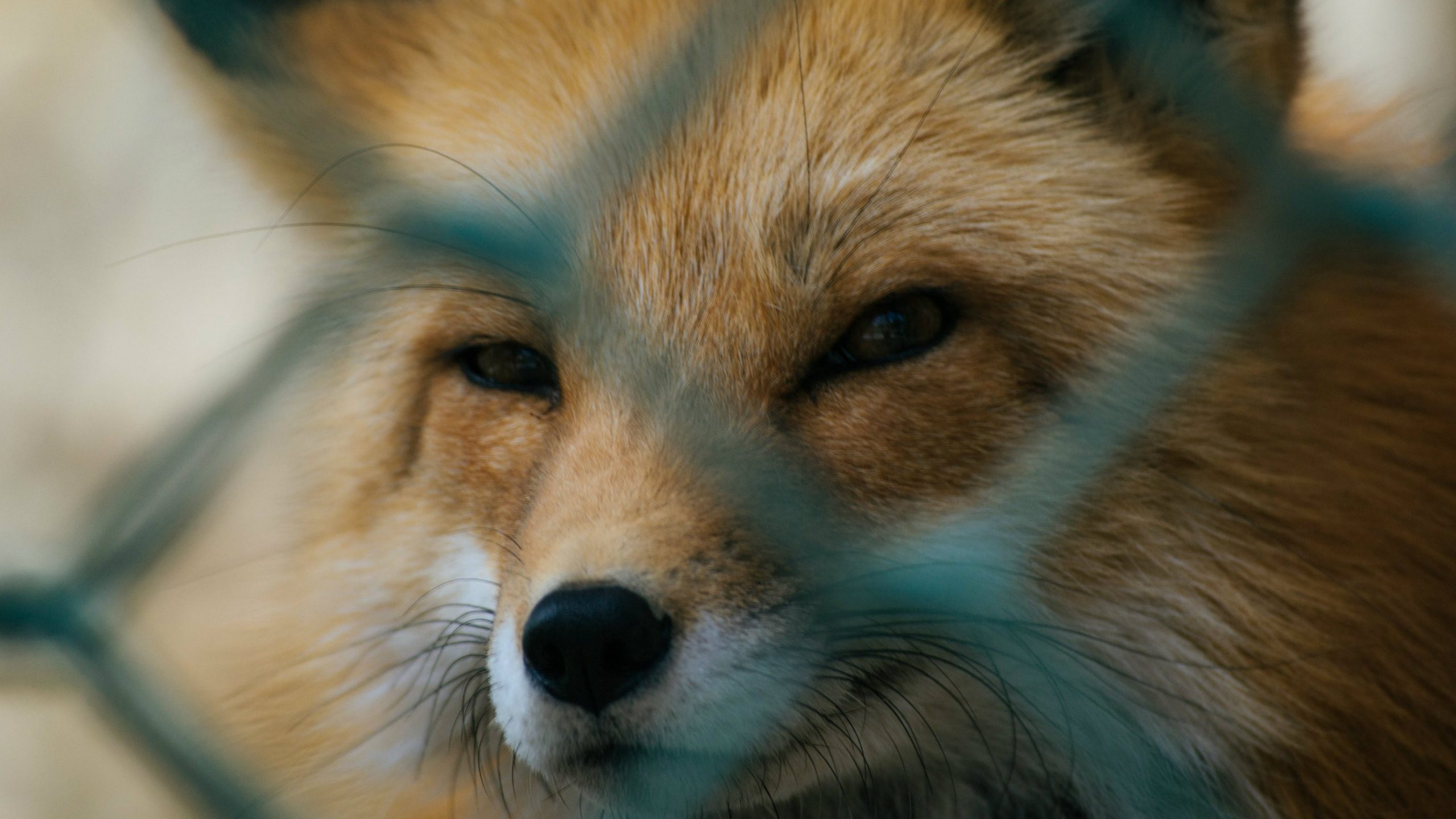 Tribina "Zabrana uzgoja životinja radi krzna - stanje u Evropi i Srbiji" u EU info centru 1