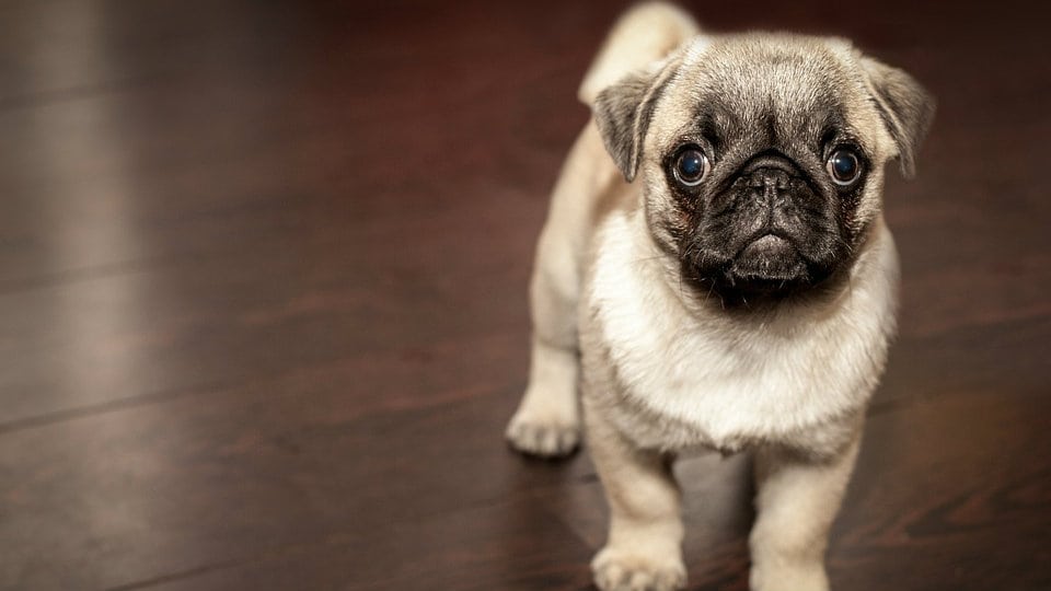 I kamenje i izmet: Zašto moj pas jede “sve i svašta”? 1