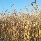 LSV: Neobrani kukuruz gori, nadležni ćute 14