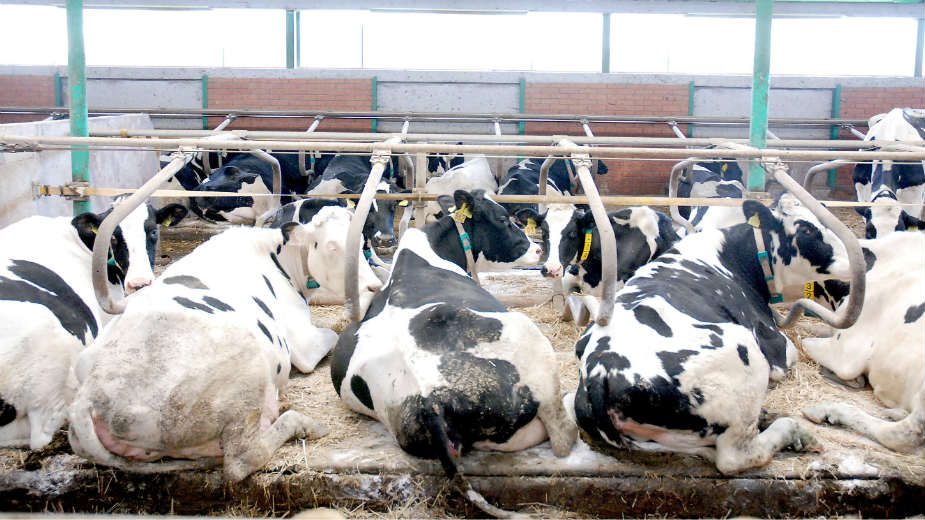 Samostalni sindikat poljoprivrede Srbije: Država nije obavezala Al Dahru da ne smanjuje broj krava 1