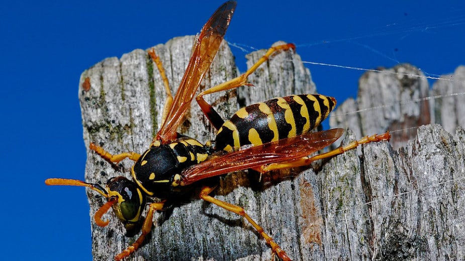 Najbolniji ubodi na svetu 1