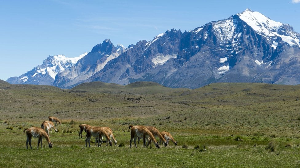 lame u Patagoniji