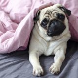 Svetski dan životinja: Zašto treba brinuti o njima i šta im to znači 5