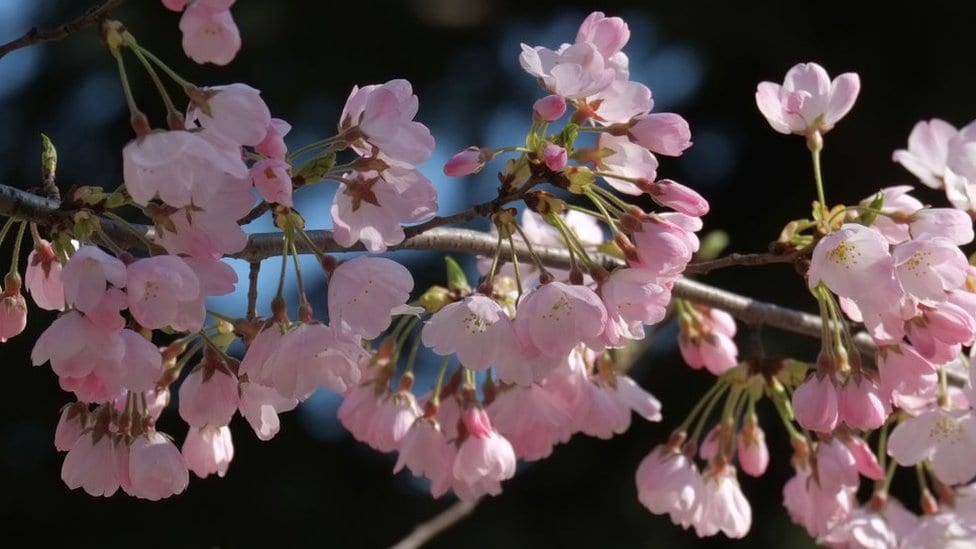 Rani cvat snimljen u Tokiju u martu 2018.