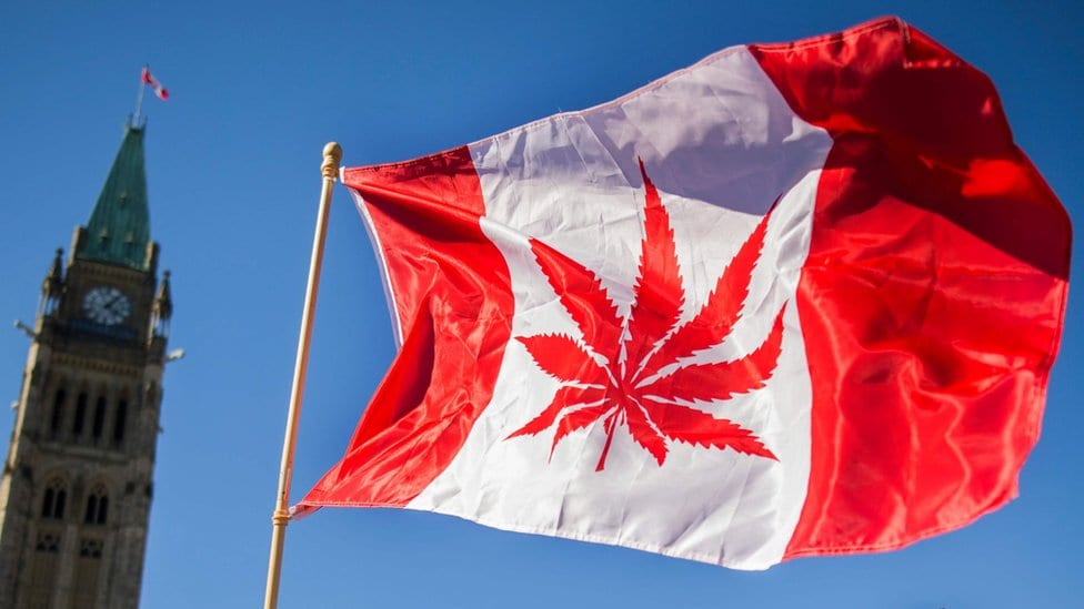 Kanadska zastava sa listom marihuane mesto javora