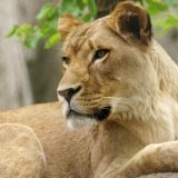 Zoo vrt u Indijanopolisu: Lavica ubila oca svojih mladunaca 12