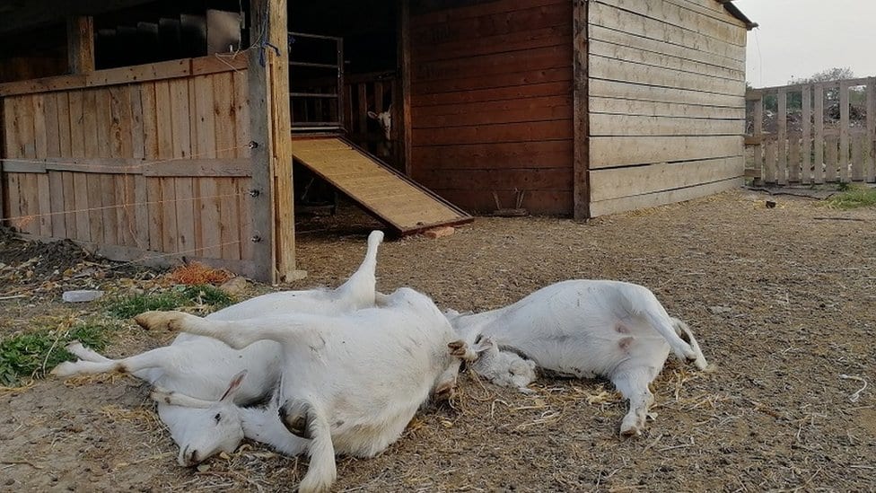 Šta se dešava sa poljem mrtvih ptica nadomak Vršca 2 Mrtve životinje