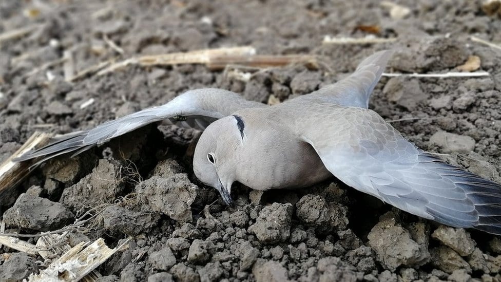 Šta se dešava sa poljem mrtvih ptica nadomak Vršca 3 Mrtve životinje