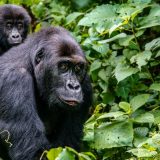Kako priroda nagrađuje brižne tate gorile? 14