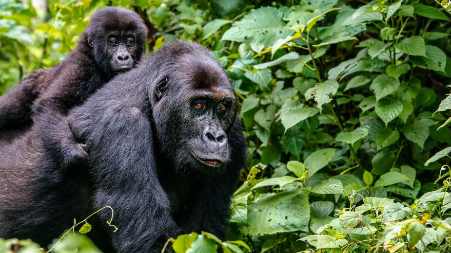 Kako priroda nagrađuje brižne tate gorile? 1