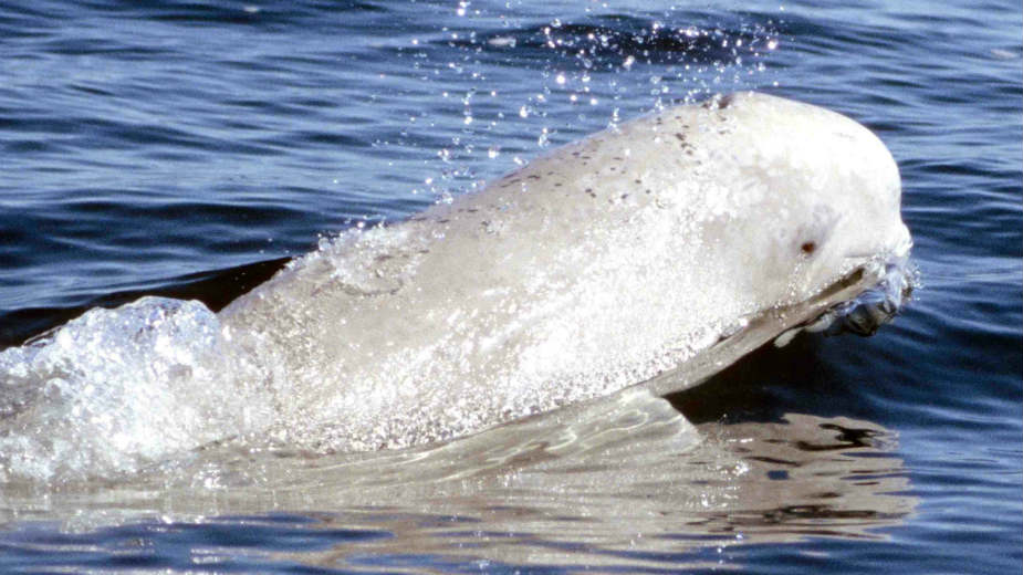 Beli kit zalutao u Temzu 1