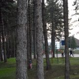 Da li će nestati jedina park-šuma u Požegi? 10