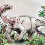 Pronađena kost dinosaurusa teška pola tone 9