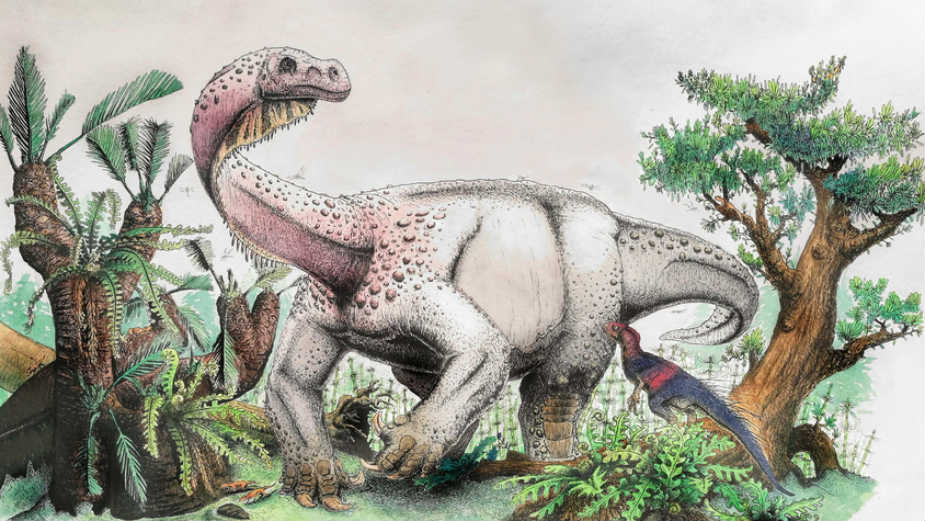 Zagonetne rupe na lobanji tiranosaurusa 1