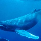 Bezubi kit popunjava rupu u evoluciji ishrane putem filtriranja 13