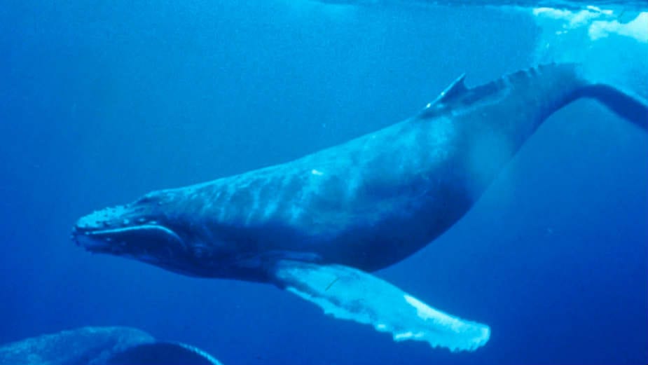 Bezubi kit popunjava rupu u evoluciji ishrane putem filtriranja 1