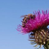 Ko se sve hrani nektarom? (1. deo) 7