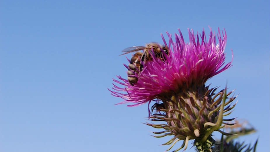 Ko se sve hrani nektarom? (1. deo) 1