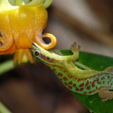 Ko se sve hrani nektarom? (2.deo) 6