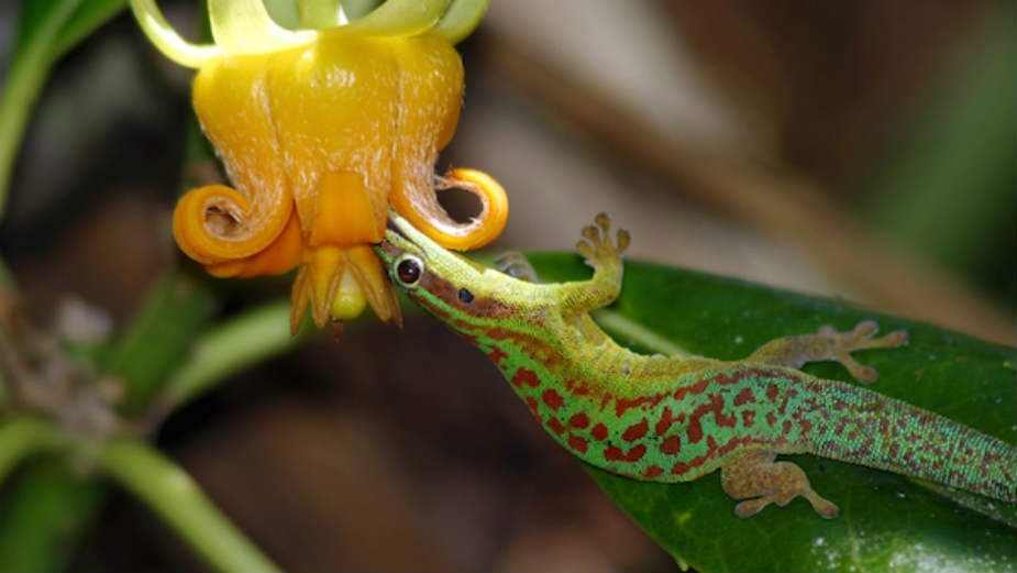 Ko se sve hrani nektarom? (2.deo) 1