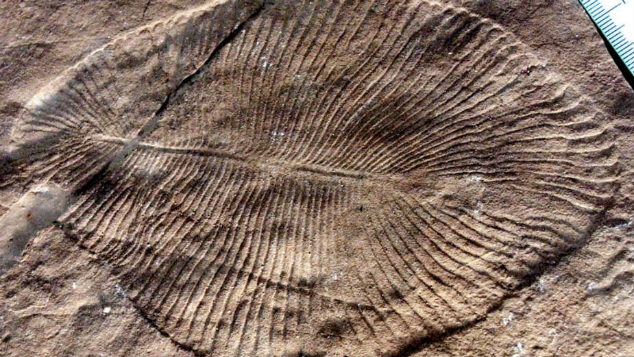 Otkrivena najstarija životinja na svetu 1