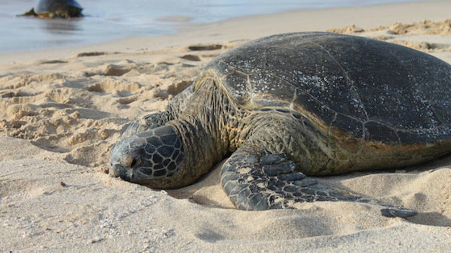 Svet bez kornjača 1