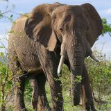 Zombi gen, zaštitnik slonova 10