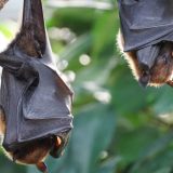 Predsedništvo BiH štiti šišmiše 2