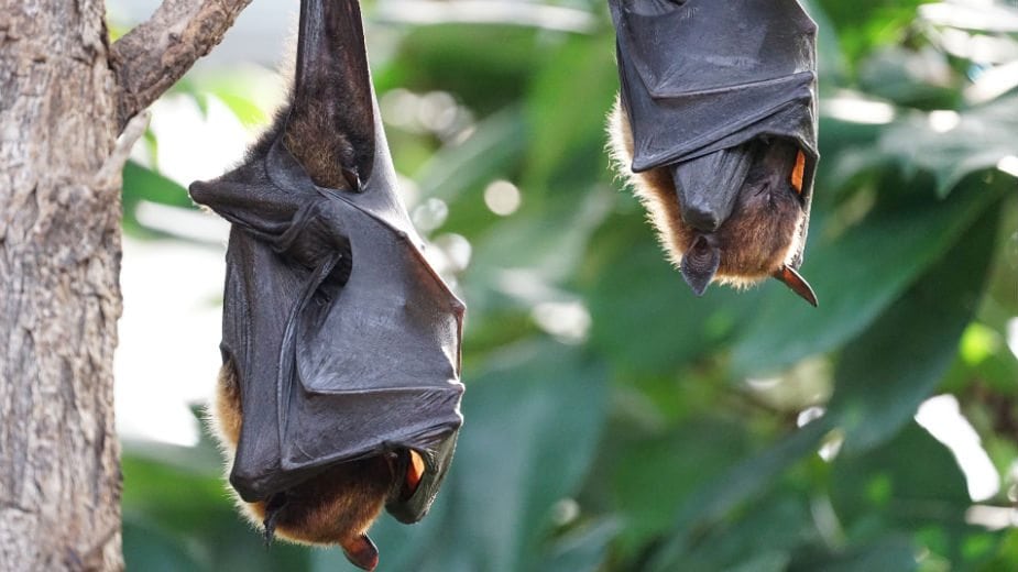 Predsedništvo BiH štiti šišmiše 1