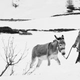 Filmski festival Slobodna zona od 7. novembra u gradovima Srbije 14