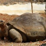 Uginula retka vrsta kornjače, jedna od četiri primerka na svetu 11