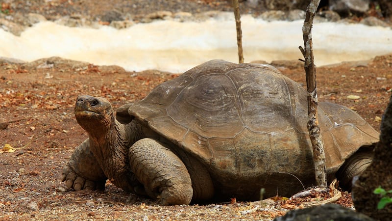 Uginula retka vrsta kornjače, jedna od četiri primerka na svetu 1