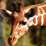 Sve ubrzanije izumiranje divljih životinja 7