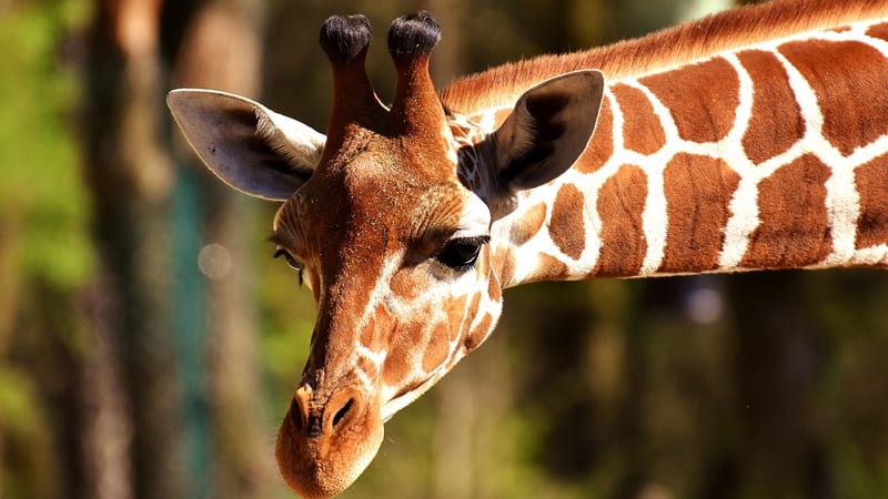 Sve ubrzanije izumiranje divljih životinja 1