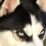 Zašto haski ima plave oči? 12