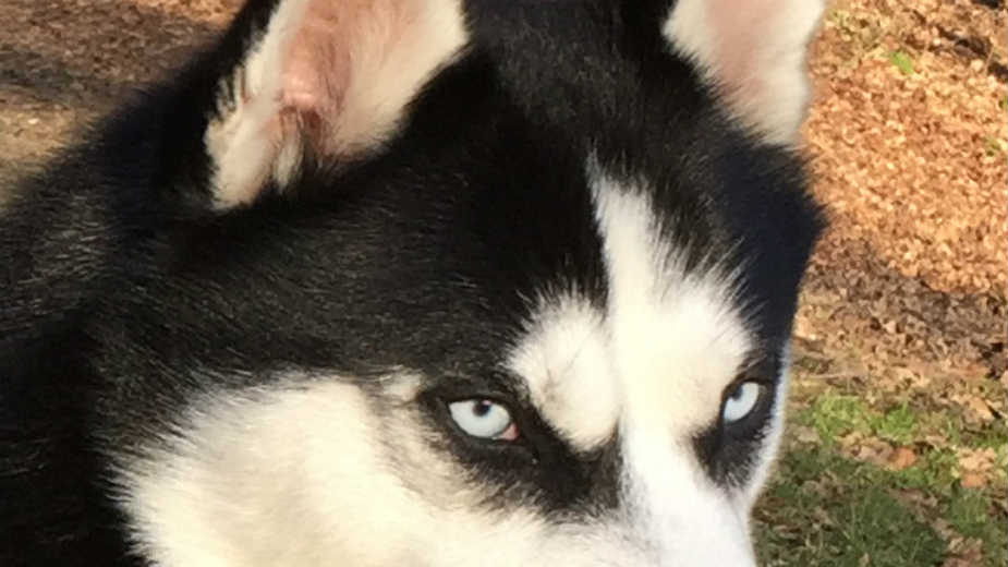 Zašto haski ima plave oči? 1 Zašto haski ima plave oči? 1