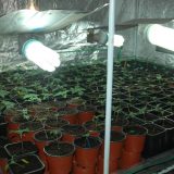 Policija otkrila u Smederevu laboratoriju za uzgoj marihuane 9