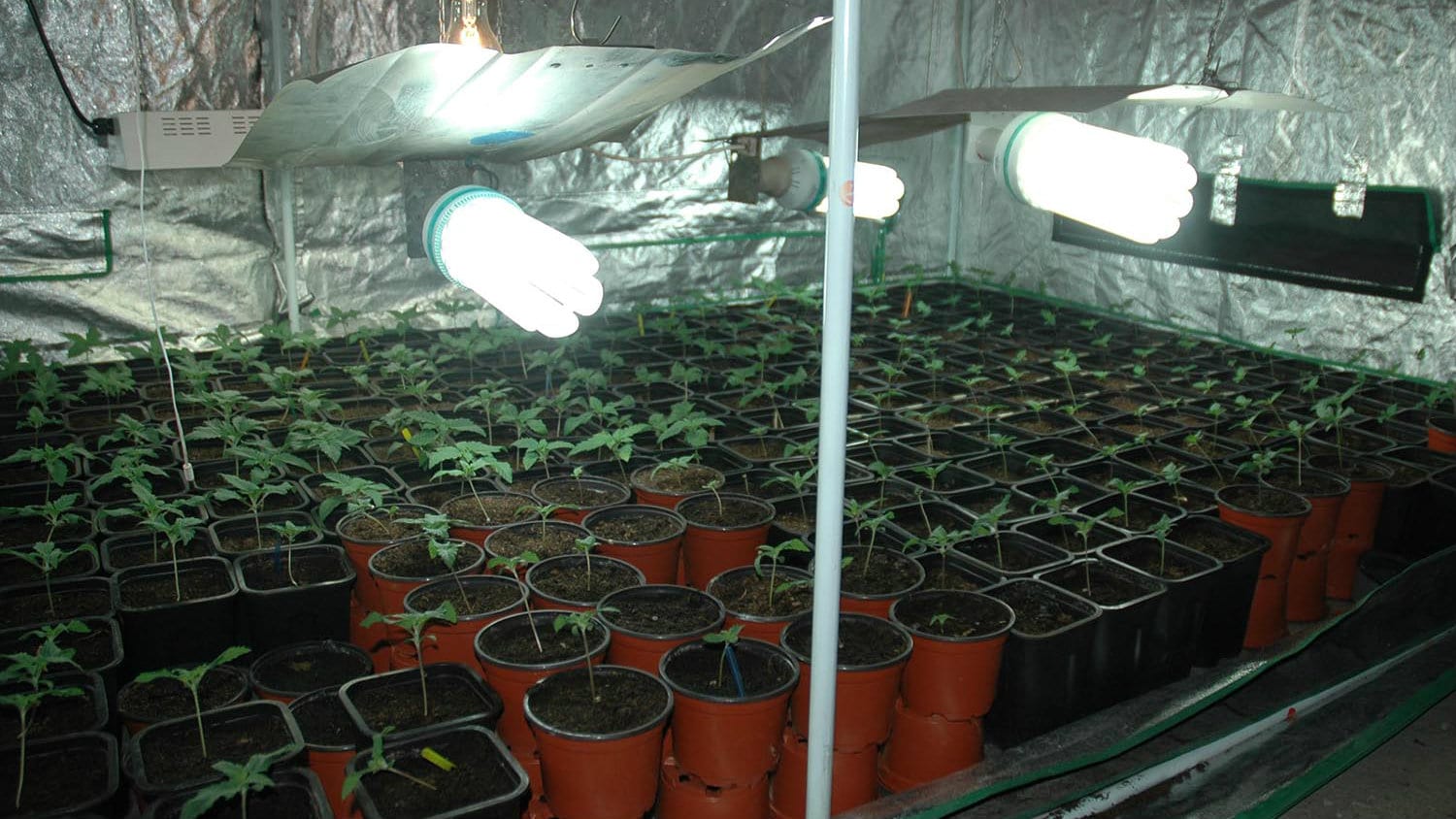 Policija otkrila u Smederevu laboratoriju za uzgoj marihuane 1