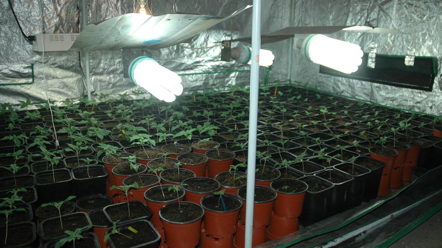 Policija otkrila u Smederevu laboratoriju za uzgoj marihuane 1