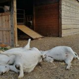 Masovno trovanje životinja u Vršcu 1