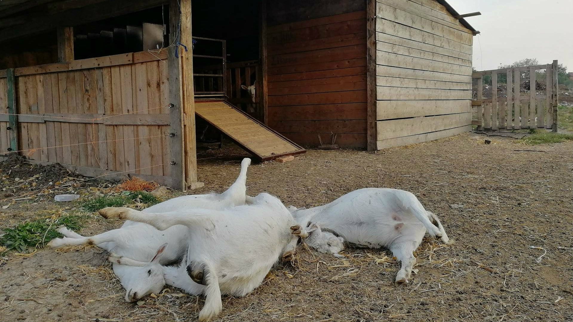 Masovno trovanje životinja u Vršcu 1