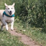 Zašto pas grebe po zemlji nakon vršenja nužde? 10