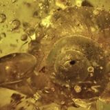 Puž star 99 miliona godina 6