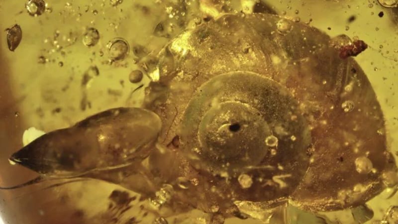 Puž star 99 miliona godina 1