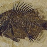 Pronađen fosil ribe star 150 miliona godina 1