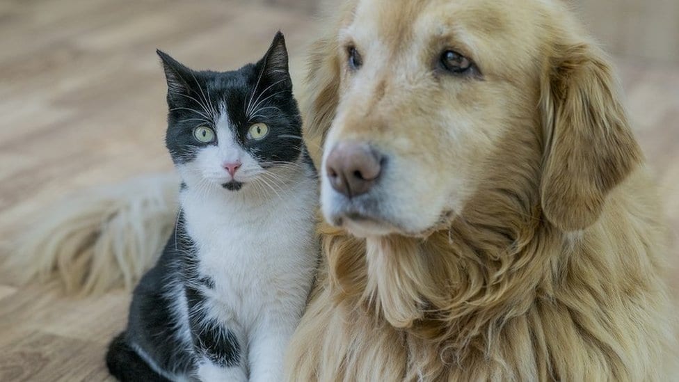 Kako da steknete prijatelje 10 labrador i mačka