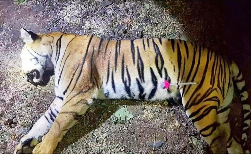 Ubijena tigrica